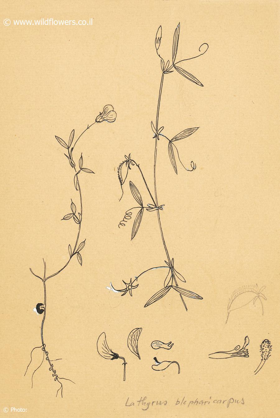 Lathyrus blepharicarpus